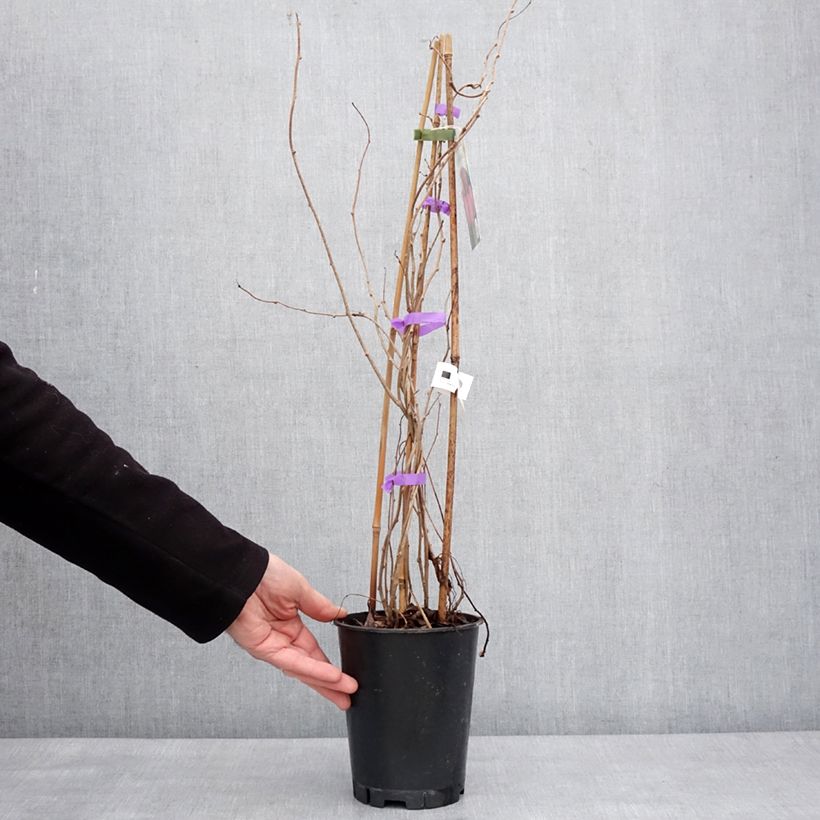 Exemplar von Actinidia arguta Mariered (Weiblich) - Zwerg Kiwi Topf mit 2L/3L wie im Winter geliefert