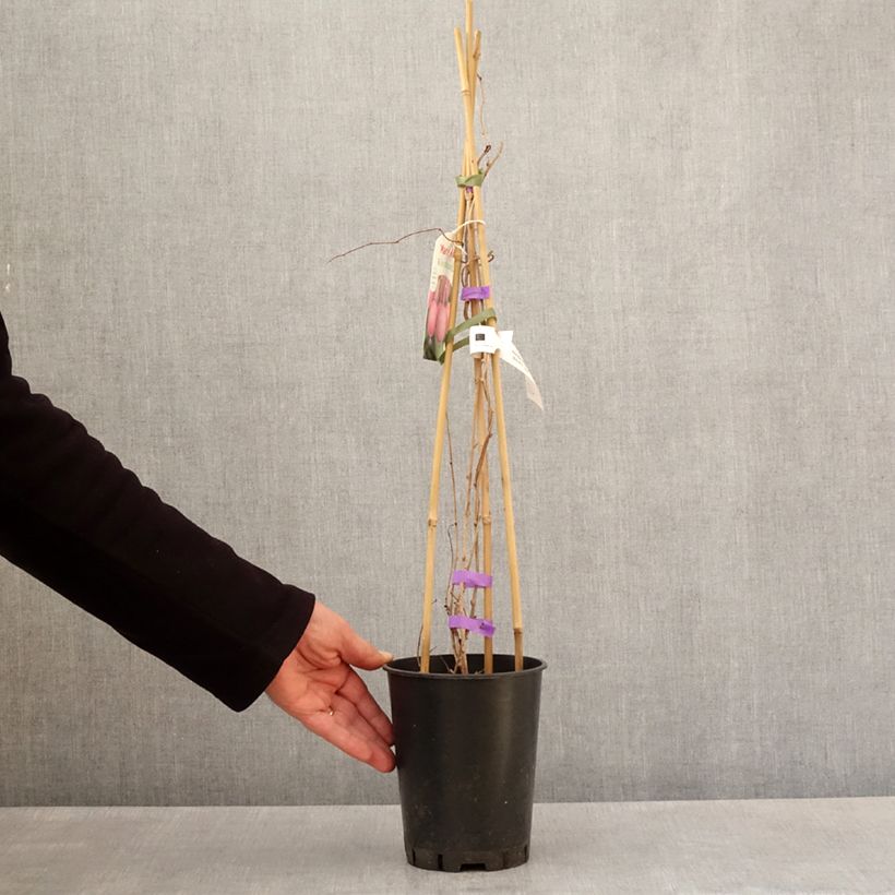 Exemplar von Actinidia arguta Mariered (Weiblich) - Zwerg Kiwi Topf mit 2L/3L wie im Frühjahr geliefert