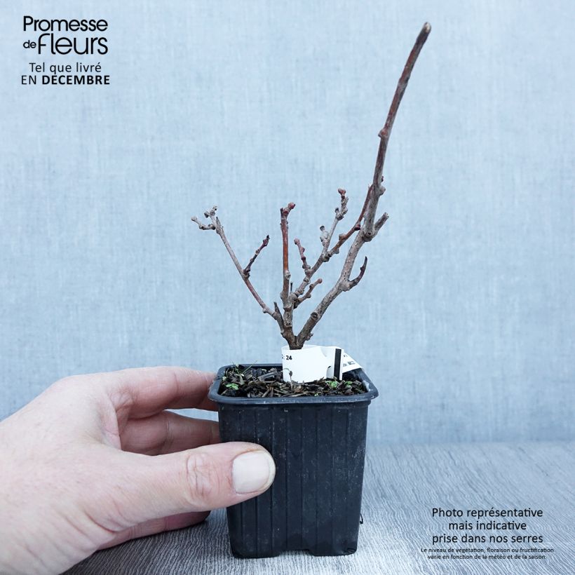 Exemplar von Actinidia arguta var. purpurea (Weiblich) - Zwerg Kiwi Kleine Töpfe von 8/9 cm wie im Herbst geliefert