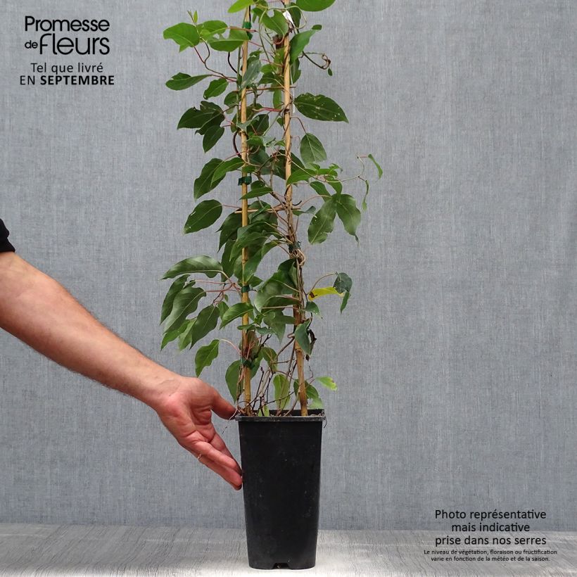 Exemplar von Actinidia arguta var. purpurea (Weiblich) - Zwerg Kiwi Topf mit 2L/3L wie im Herbst geliefert