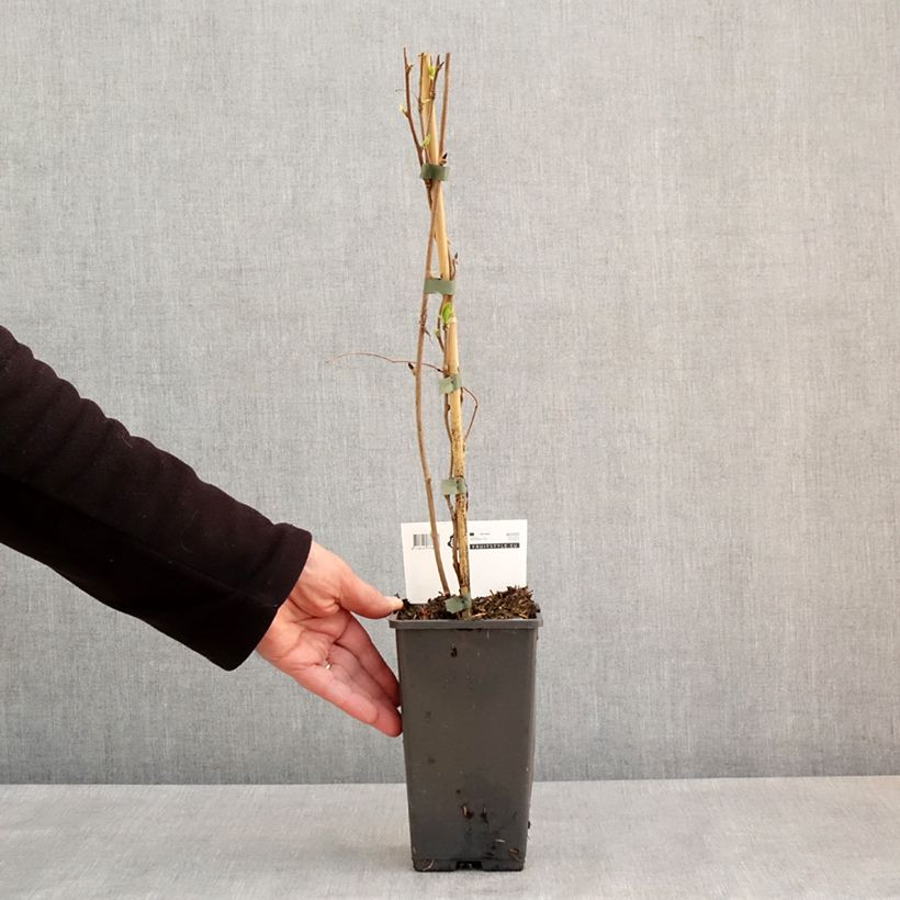 Exemplar von Actinidia arguta Super Issaï - Zwerg Kiwi Topf mit 1,5L/2L wie im Frühjahr geliefert