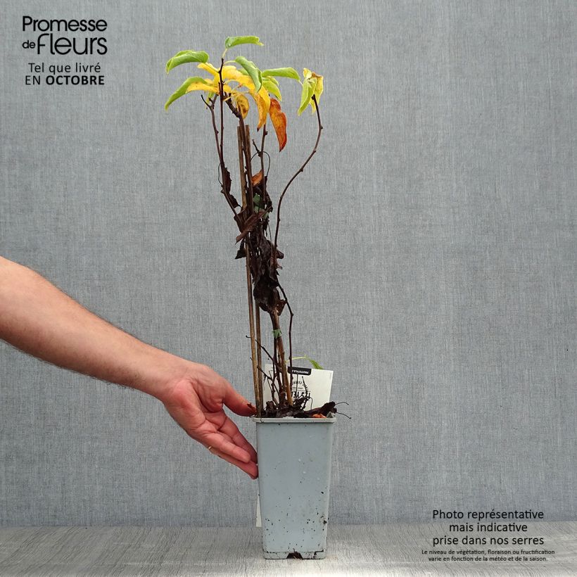 Exemplar von Actinidia arguta Weikii - Zwerg Kiwi Topf mit 1,5L/2L wie im Herbst geliefert