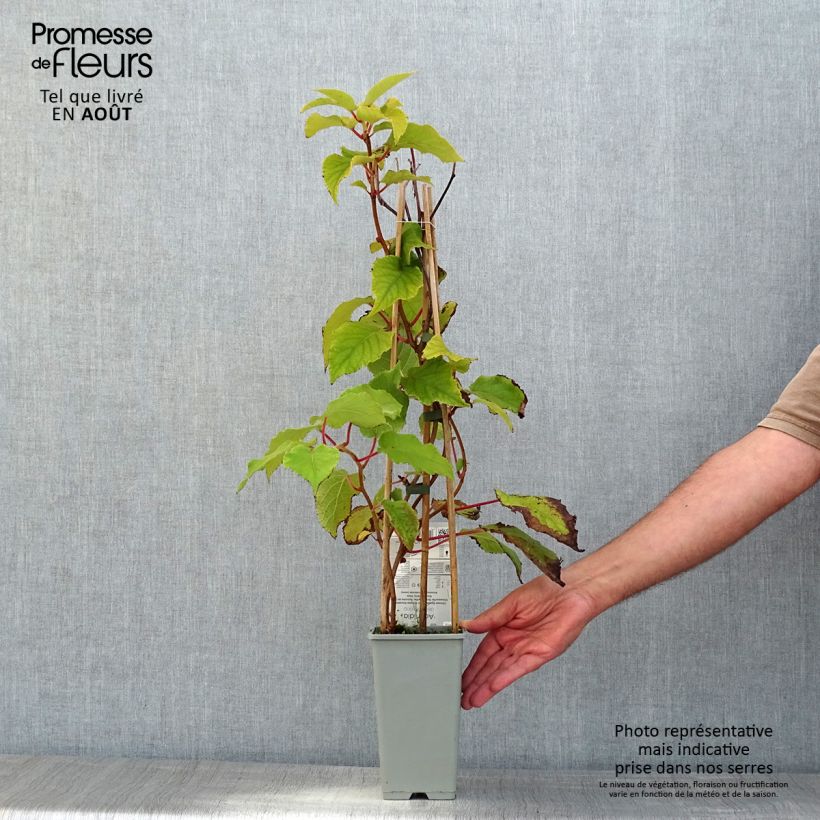 Exemplar von Actinidia deliciosa Boskoop - Chinesischer Strahlengriffel Topf mit 1,5L/2L wie im Sommer geliefert