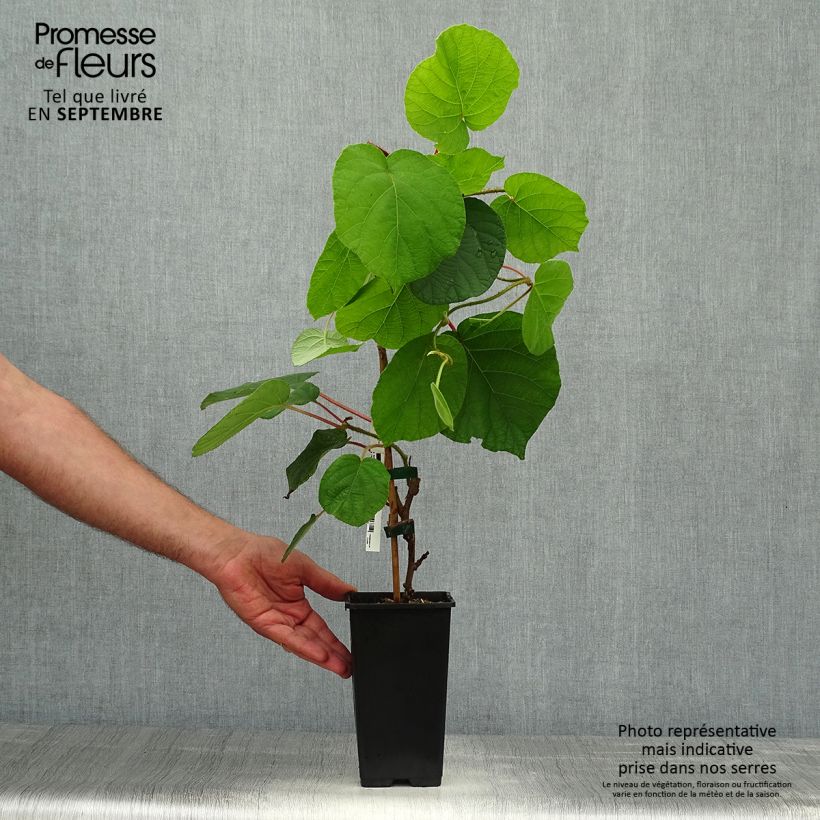 Exemplar von Actinidia chinensis - Chinesischer Strahlengriffel Topf mit 1,5L/2L wie im Herbst geliefert