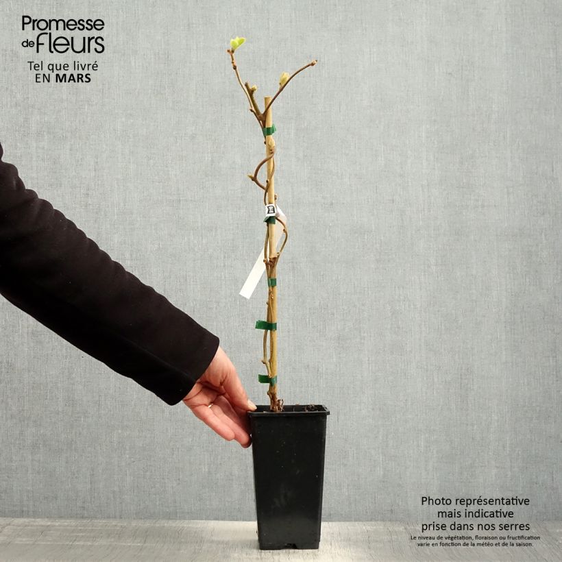 Exemplar von Actinidia chinensis - Chinesischer Strahlengriffel Topf mit 1,5L/2L wie im Frühjahr geliefert