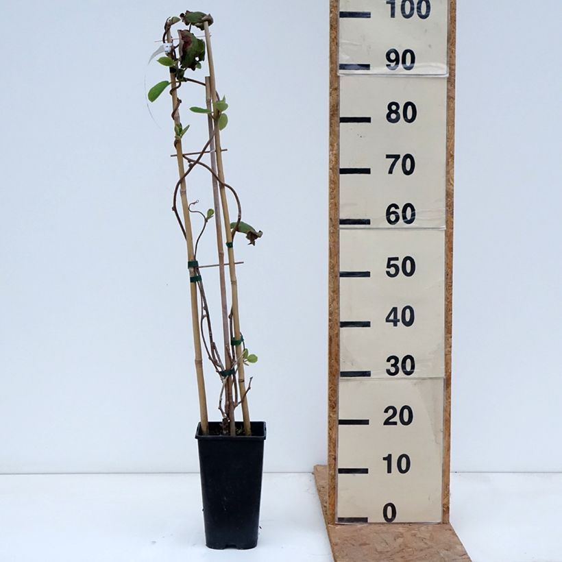 Exemplar von Actinidia chinensis - Chinesischer Strahlengriffel Topf mit 3L/4L wie im Herbst geliefert