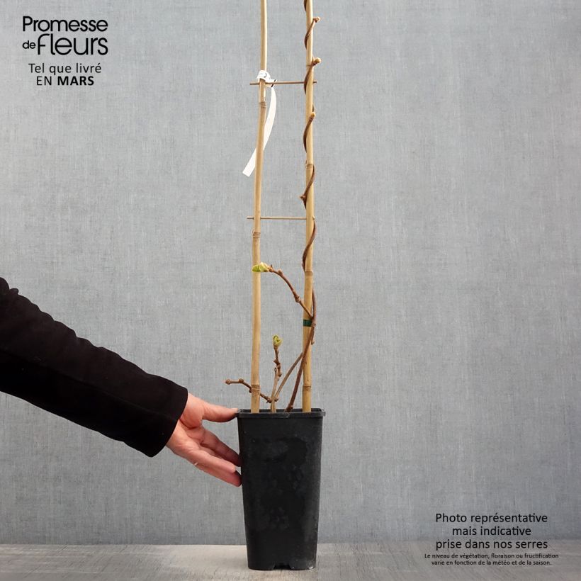 Exemplar von Actinidia chinensis - Chinesischer Strahlengriffel Topf mit 3L/4L wie im Frühjahr geliefert