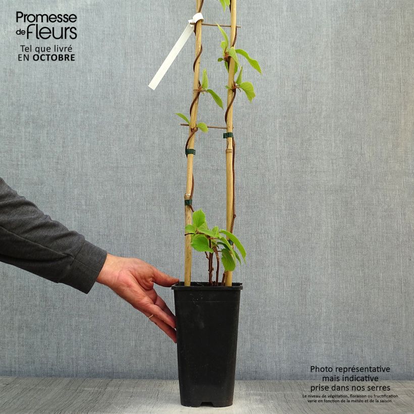 Exemplar von Actinidia chinensis Solo - Chinesischer Strahlengriffel Topf mit 3L/4L wie im Herbst geliefert