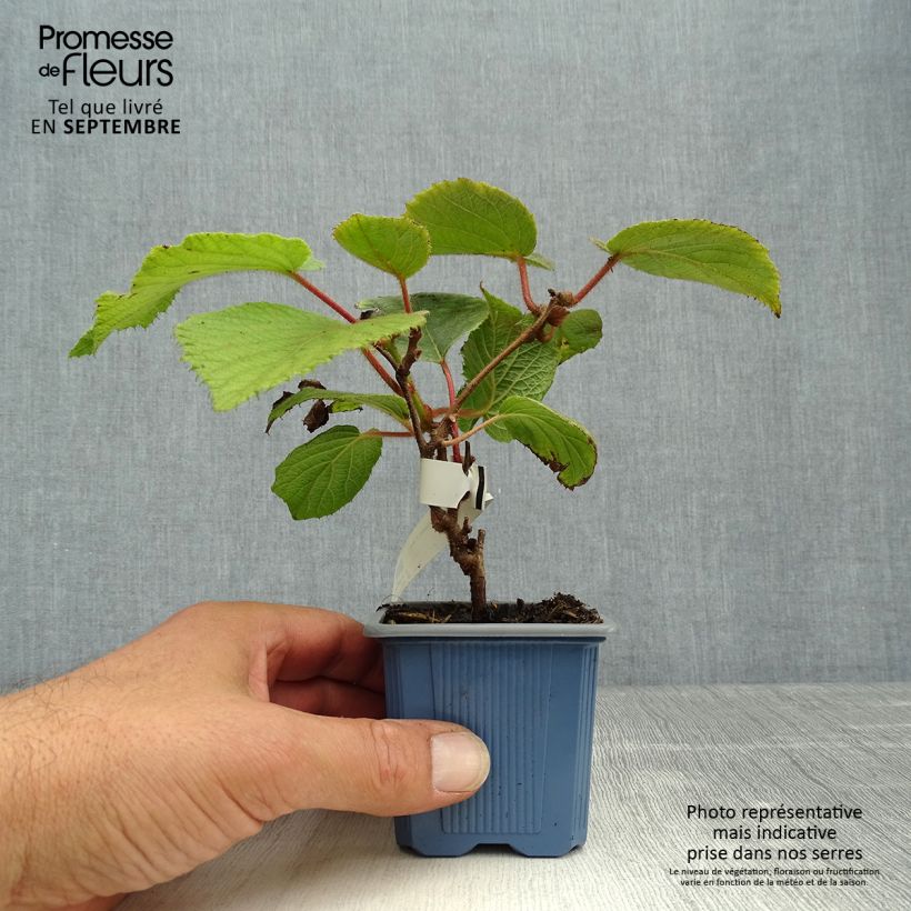Exemplar von Actinidia chinensis Bruno (Weiblich) - Chinesischer Strahlengriffel Kleine Töpfe von 8/9 cm wie im Herbst geliefert