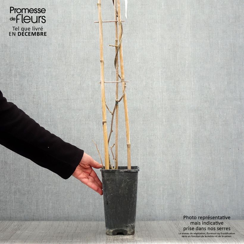 Exemplar von Actinidia deliciosa Monty - Chinesischer Strahlengriffel Topf mit 2L/3L wie im Herbst geliefert