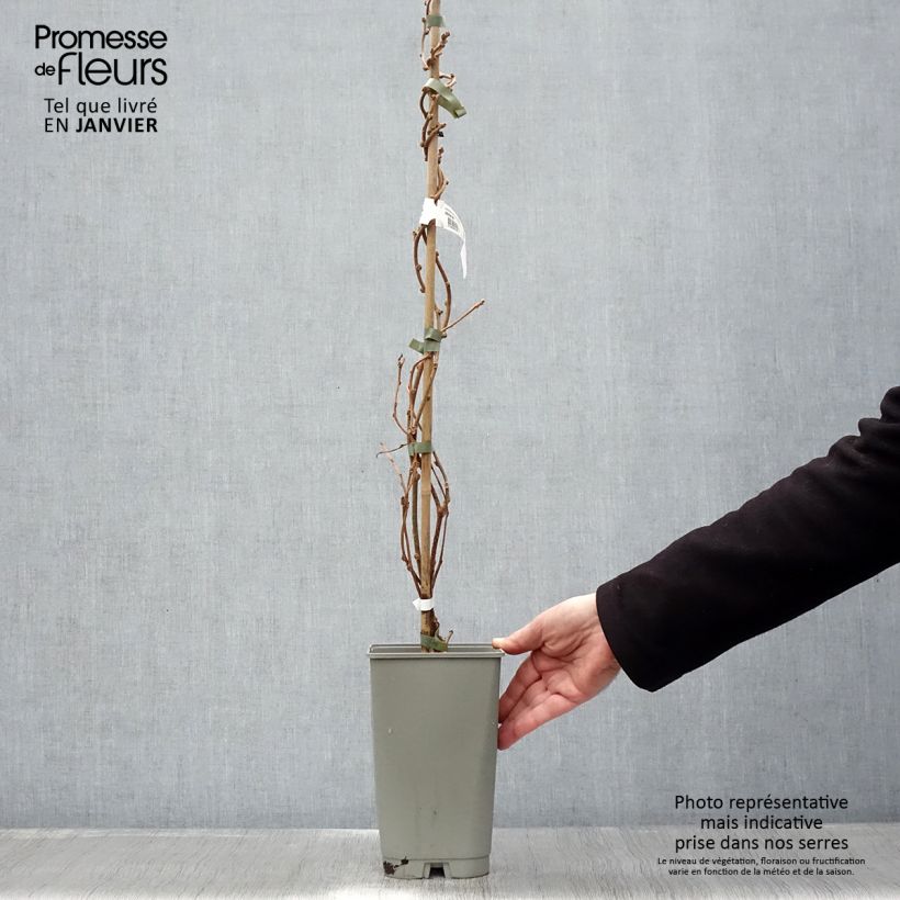 Exemplar von Actinidia chinensis Golden Delight (Männlich) - Chinesischer Strahlengriffel Topf mit 1,5L/2L wie im Winter geliefert