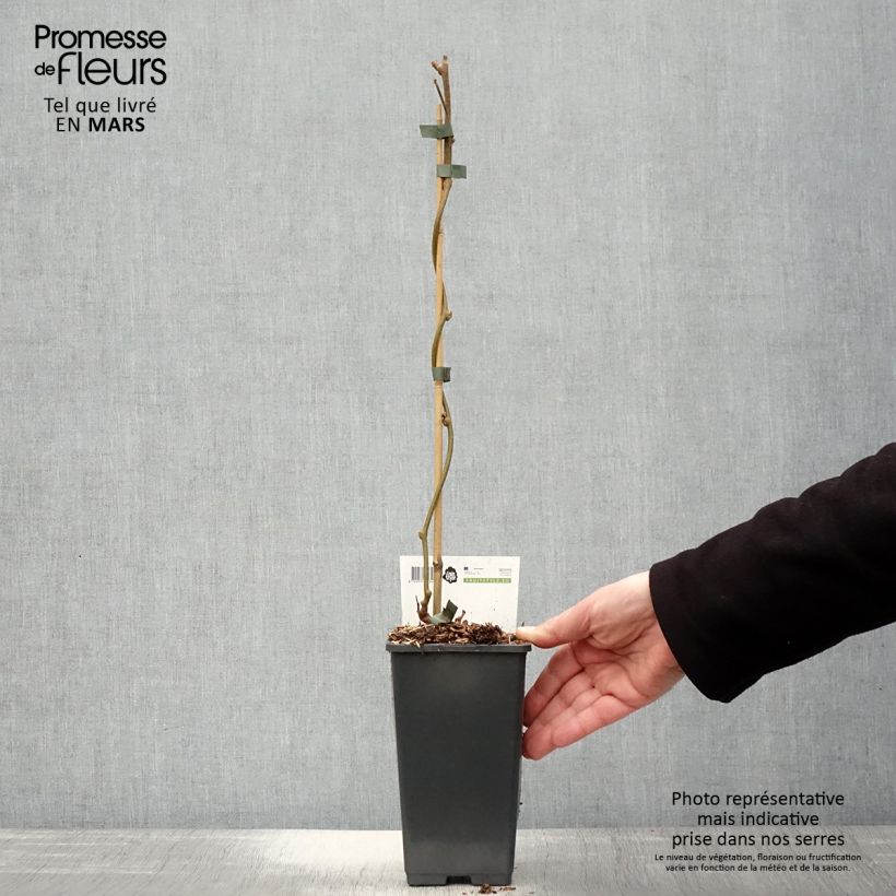 Exemplar von Actinidia chinensis Golden Delight (Männlich) - Chinesischer Strahlengriffel Topf mit 1,5L/2L wie im Frühjahr geliefert