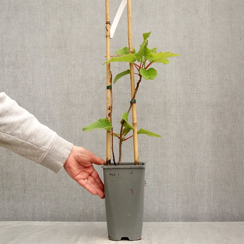 Exemplar von Actinidia deliciosa Kiwi Gold - Chinesischer Strahlengriffel Topf mit 1,5L/2L wie im Frühjahr geliefert
