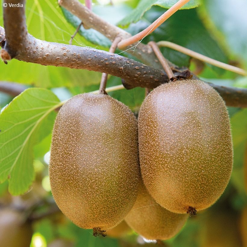 Duo Gelbe Chinesische Strahlengriffely Kiw'Happy männlich und weiblich - Actinidia chinensis (Ernte)