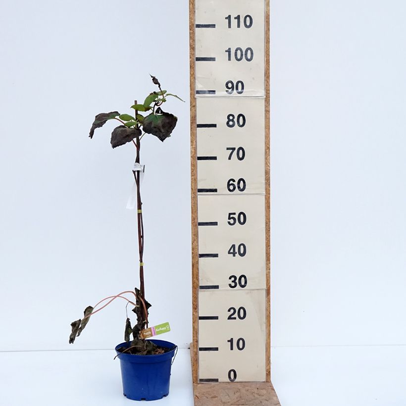 Exemplar von Actinidia deliciosa kiw'Happy (Weiblich)  - Chinesischer Strahlengriffel Topf mit 2L/3L wie im Herbst geliefert