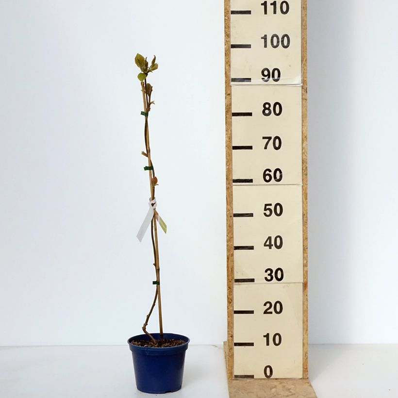 Exemplar von Actinidia deliciosa Kiw'Happy (Männlich) - Chinesischer Strahlengriffel Topf mit 2L/3L wie im Frühjahr geliefert