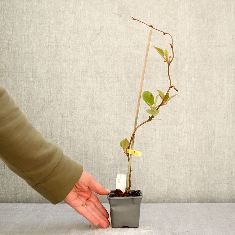 Exemplar von Actinidia deliciosa Jenny - Chinesischer Strahlengriffel Kleine Töpfe von 8/9 cm wie im Frühjahr geliefert
