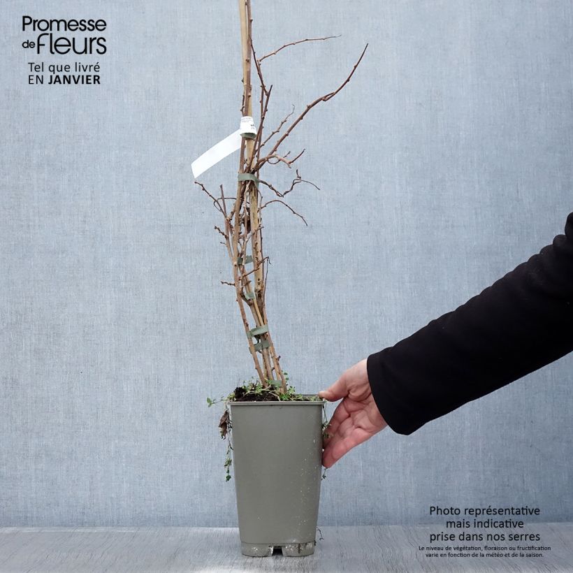 Exemplar von Actinidia arguta Bingo (Weiblich) - Zwerg Kiwi Topf mit 2L/3L wie im Winter geliefert