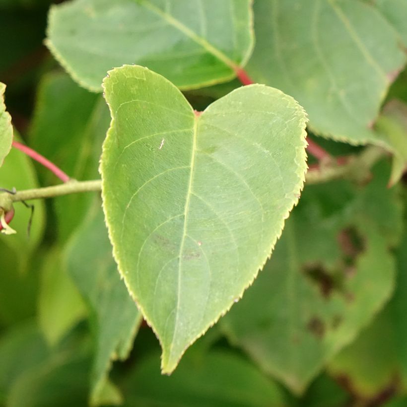 Actinidia arguta Bingo (Weiblich) - Zwerg Kiwi (Laub)