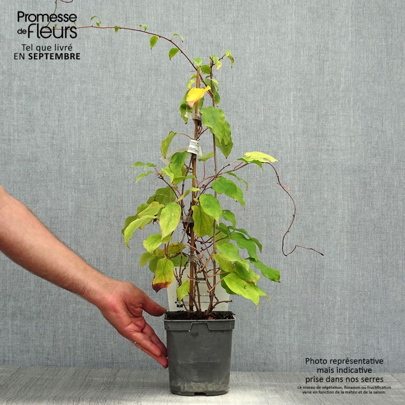 Exemplar von Actinidia arguta Prince Jumbo - Zwerg Kiwi Topf mit 1,5L/2L wie im Herbst geliefert