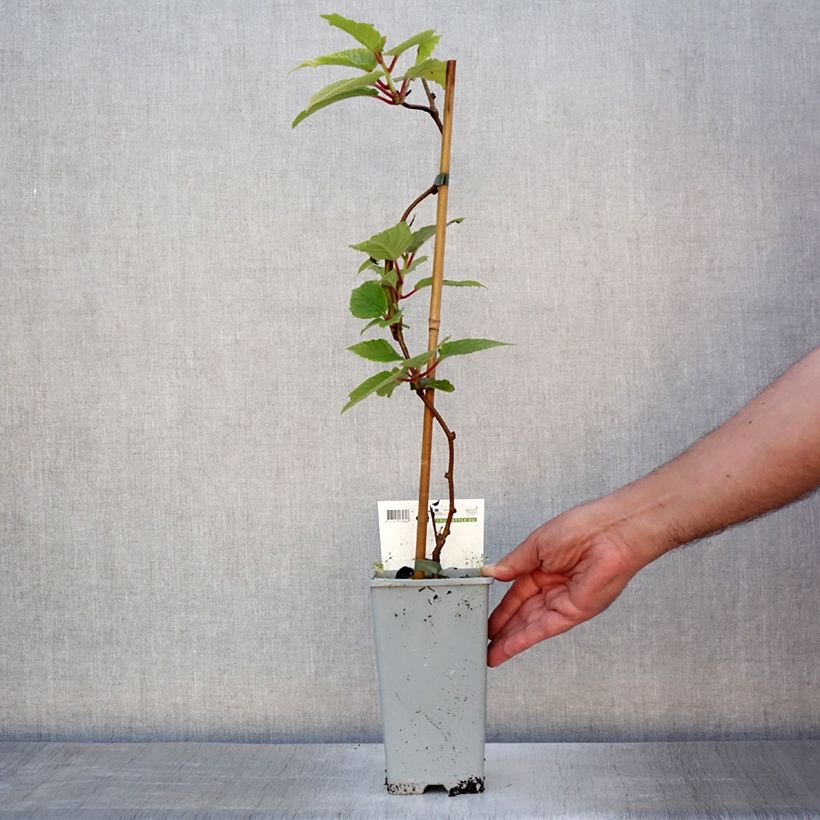 Exemplar von Actinidia arguta Red Jumbo - Zwerg Kiwi Topf mit 1,5L/2L wie im Sommer geliefert