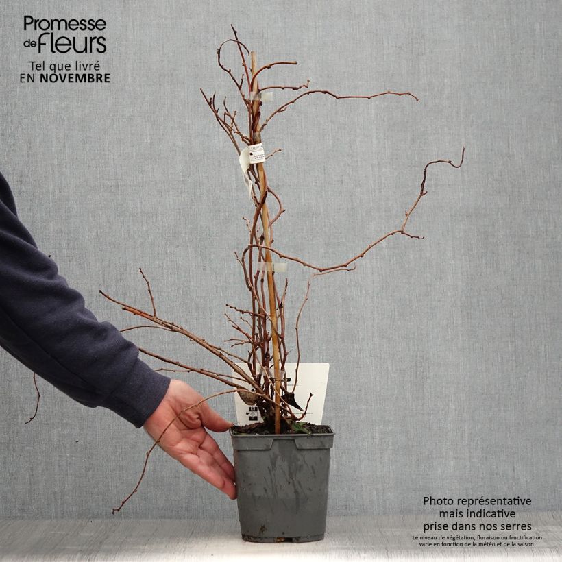 Exemplar von Actinidia arguta Red Jumbo - Zwerg Kiwi Topf mit 1,5L/2L wie im Herbst geliefert
