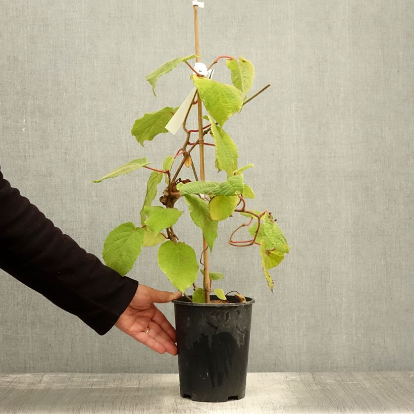 Exemplar von Actinidia deliciosa Belen - Chinesischer Strahlengriffel Topf mit 2L/3L wie im Herbst geliefert