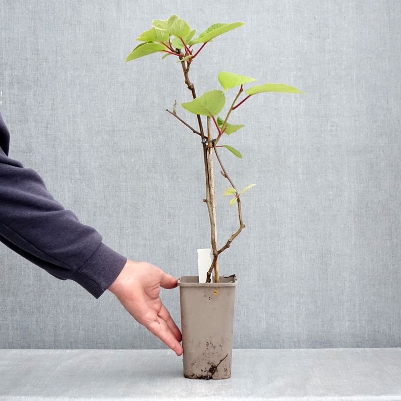 Exemplar von Actinidia deliciosa Petit Homme - Chinesischer Strahlengriffel Topf mit 2L/3L wie im Frühjahr geliefert