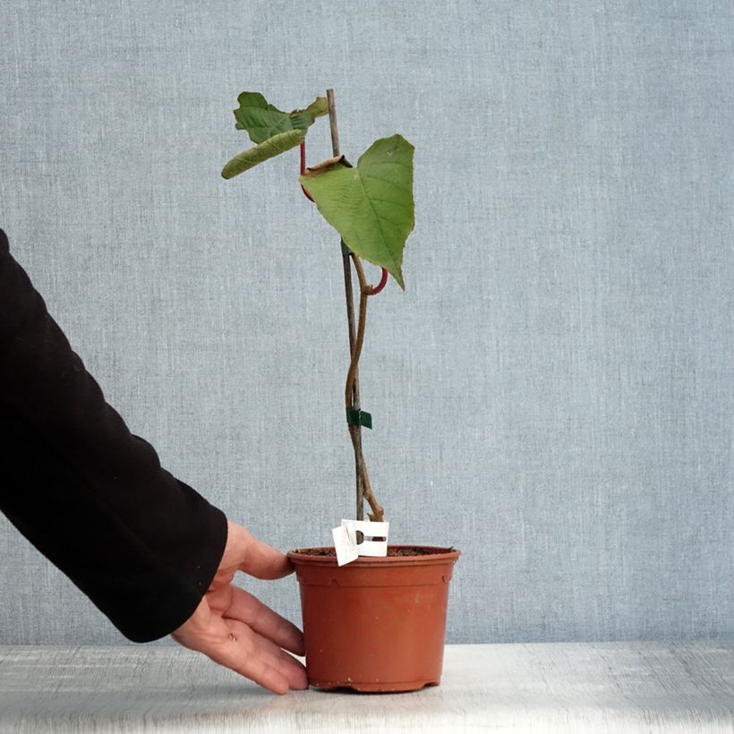 Exemplar von Actinidia chinensis Solissimo - Chinesischer Strahlengriffel Topf mit 1L/1,5L wie im Herbst geliefert