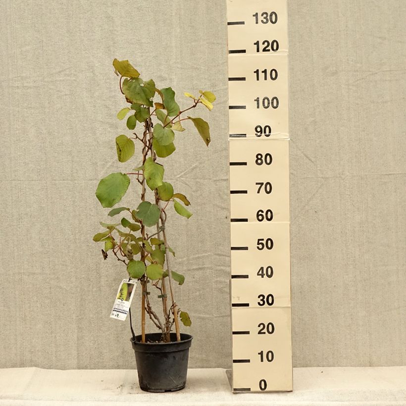 Exemplar von Actinidia chinensis Solissimo - Chinesischer Strahlengriffel Topf mit 4L/5L wie im Herbst geliefert