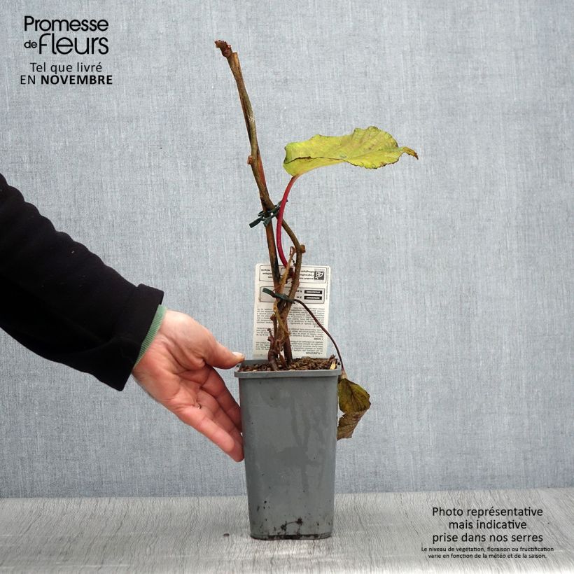 Exemplar von Actinidia chinensis Solissimo Bio - Chinesischer Strahlengriffel Topf mit 1,5L/2L wie im Herbst geliefert