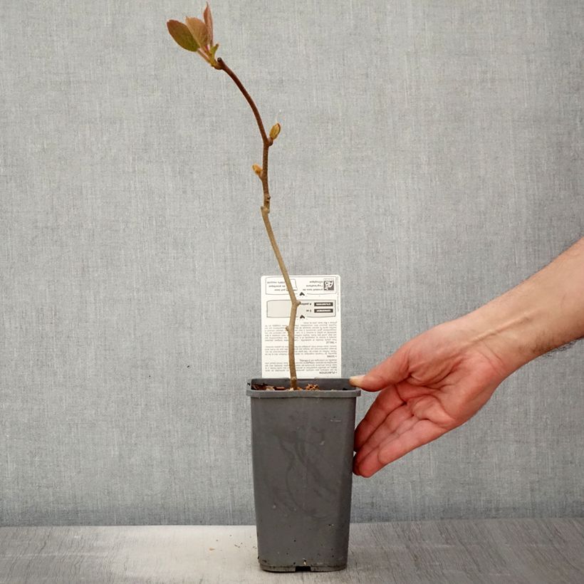 Exemplar von Actinidia chinensis Solissimo Bio - Chinesischer Strahlengriffel Topf mit 1,5L/2L wie im Frühjahr geliefert