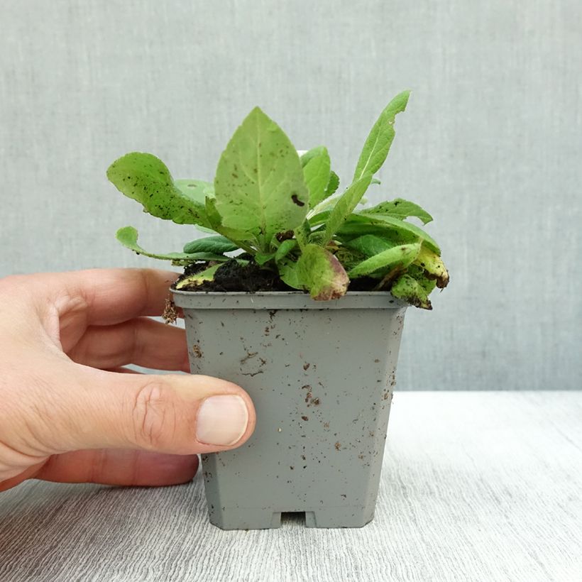 Exemplar von Witwenblume Mars Midget - Knautia macedonia Kleine Töpfe von 8/9 cm wie im Herbst geliefert
