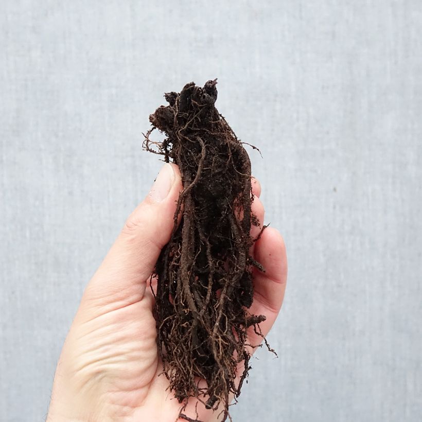 Exemplar von Witwenblume Mars Midget - Knautia macedonia Wurzelnackt wie im Winter geliefert