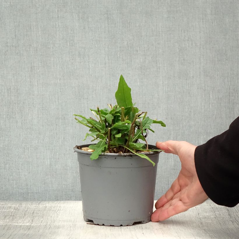 Exemplar von Mazedonische Witwenblume - Knautia macedonica Topf mit 2L/3L wie im Herbst geliefert