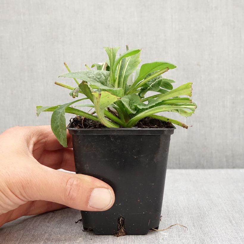 Exemplar von Witwenblume Red Knight - Knautia macedonia Kleine Töpfe von 8/9 cm wie im Herbst geliefert