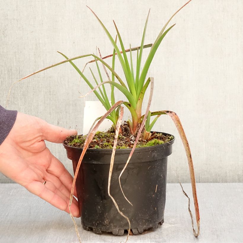 Exemplar von Fackellilie Alcazar - Kniphofia Topf mit 2L/3L wie im Frühjahr geliefert