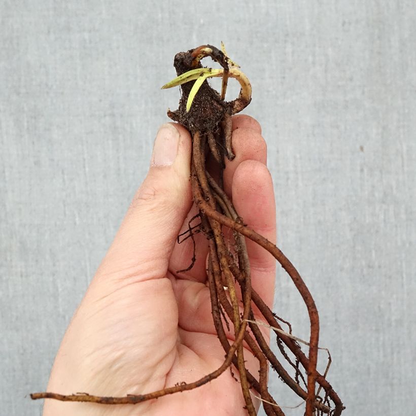 Exemplar von Fackellilie Bees Lemon - Kniphofia Wurzelnackt wie im Winter geliefert