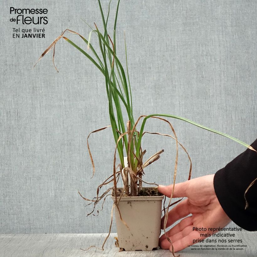 Exemplar von Fackellilie Dorset Sentry - Kniphofia Kleine Töpfe von 8/9 cm wie im Winter geliefert