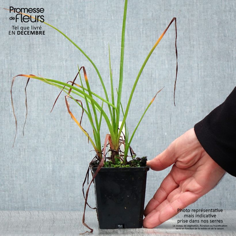 Exemplar von Fackellilie Ice Queen - Kniphofia Kleine Töpfe von 8/9 cm wie im Winter geliefert