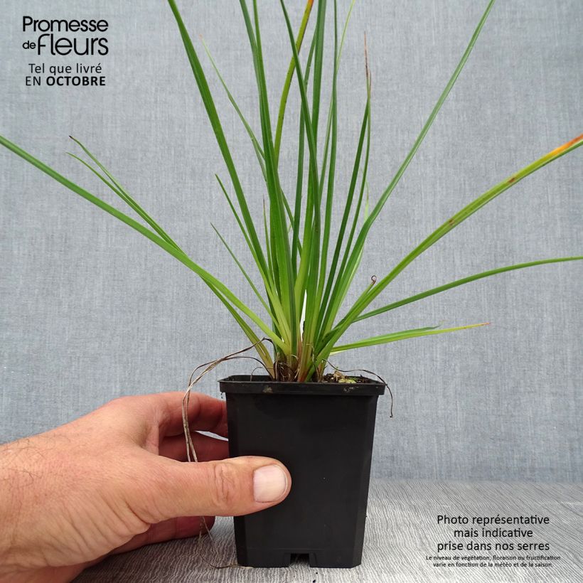 Exemplar von Fackellilie Redhot Popsicle - Kniphofia Kleine Töpfe von 8/9 cm wie im Herbst geliefert