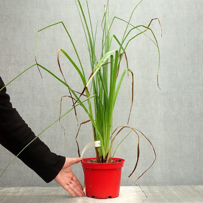 Exemplar von Garten-Fackellilie Nobilis - Kniphofia uvaria Topf mit 3L/4L wie im Herbst geliefert