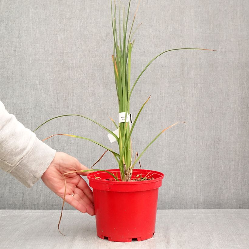Exemplar von Garten-Fackellilie Nobilis - Kniphofia uvaria Topf mit 3L/4L wie im Frühjahr geliefert