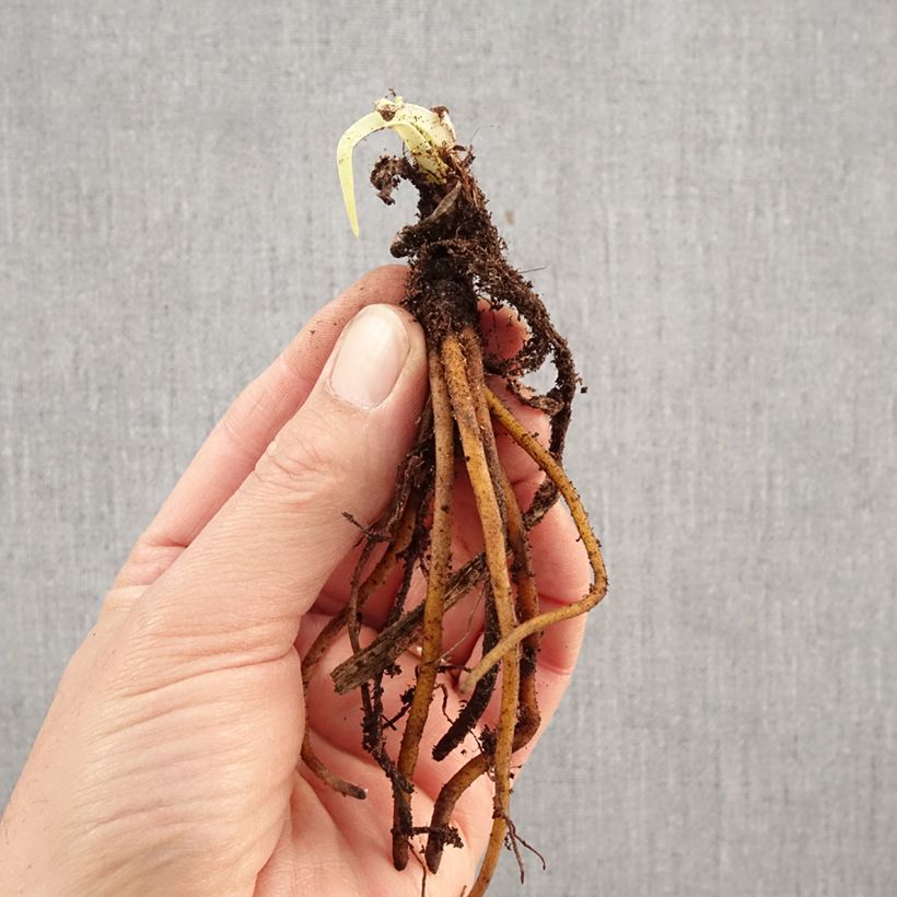 Exemplar von Garten-Fackellilie - Kniphofia uvaria Wurzelnackt wie im Winter geliefert