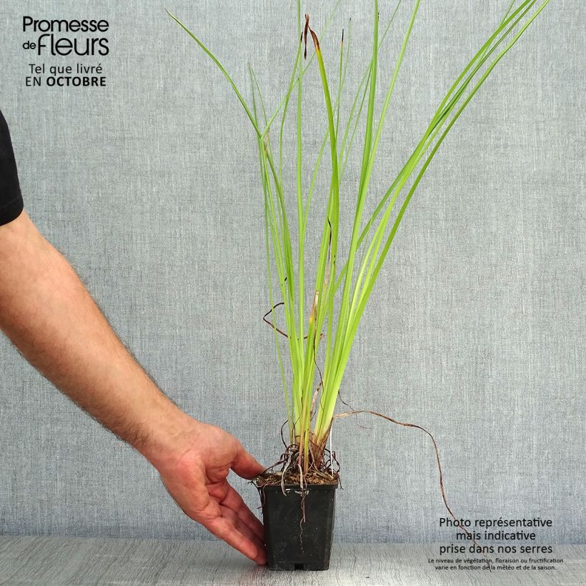 Exemplar von Fackellilie Wrexham Buttercup - Kniphofia Kleine Töpfe von 8/9 cm wie im Herbst geliefert