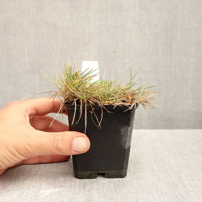 Exemplar von Koeleria glauca - Schillergras Kleine Töpfe von 8/9 cm wie im Herbst geliefert