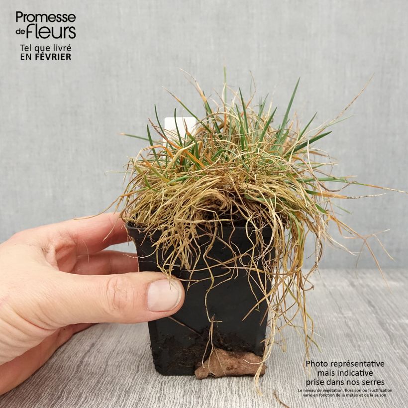 Exemplar von Koeleria glauca - Schillergras Kleine Töpfe von 8/9 cm wie im Winter geliefert