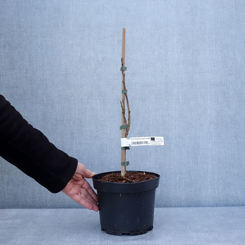 Exemplar von Koelreuteria paniculata - Blasenesche Topf mit 3L/4L wie im Winter geliefert