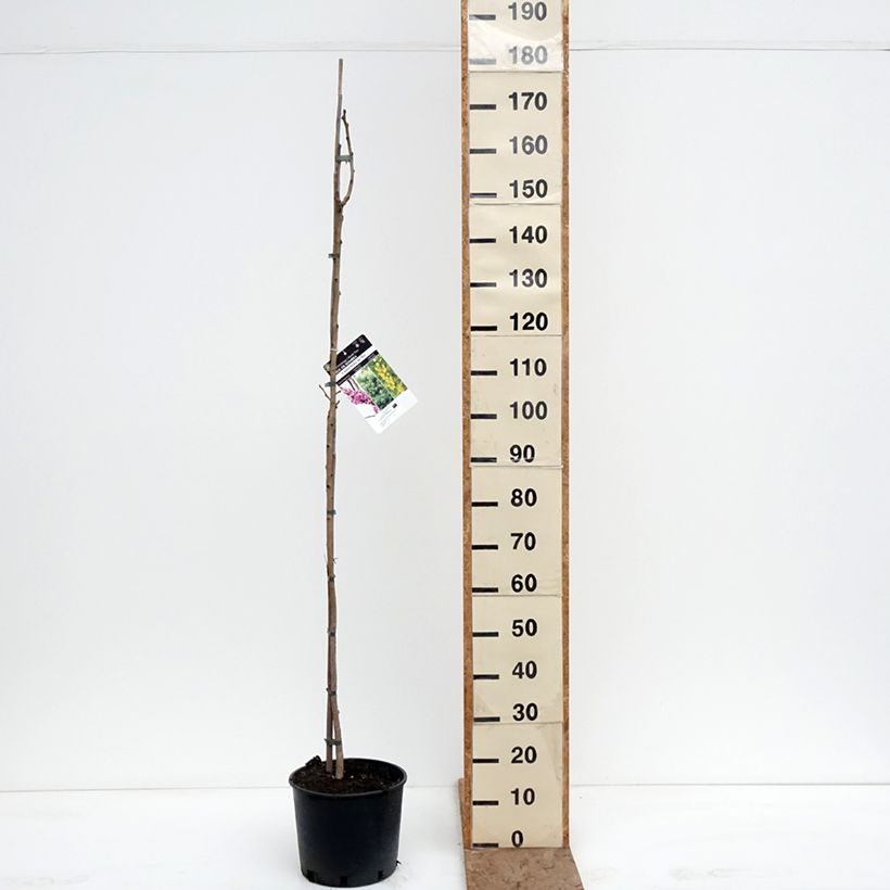 Exemplar von Koelreuteria paniculata - Blasenesche Topf mit 7,5L/10L wie im Winter geliefert