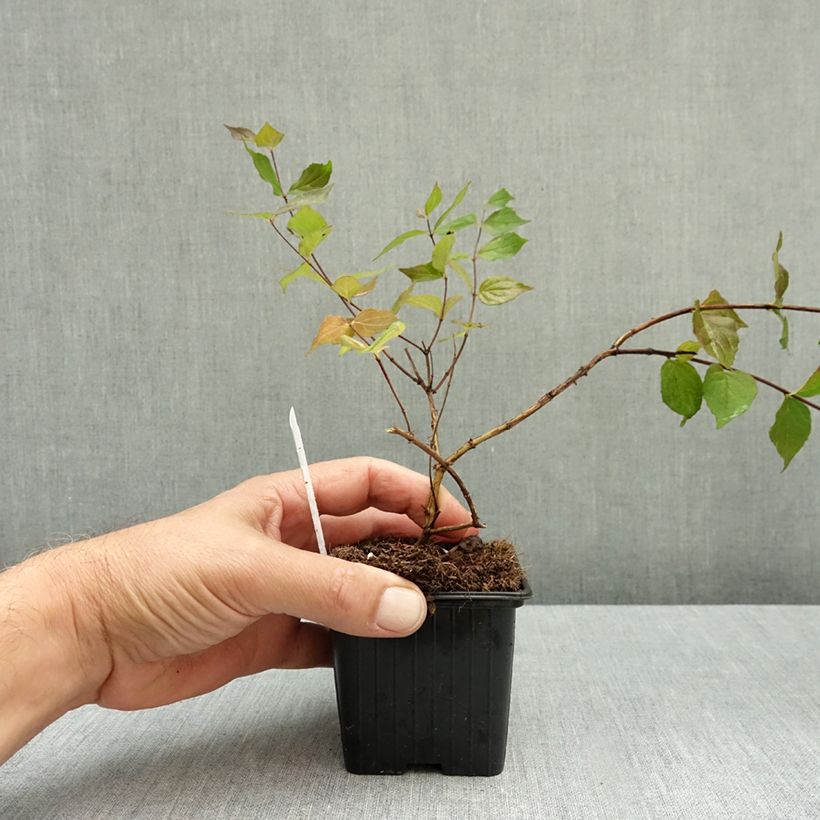 Exemplar von Kolkwitzia amabilis - Scheinweigelie Kleine Töpfe von 8/9 cm wie im Herbst geliefert